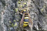 Hornet Moth (Sesia apiformis)