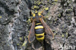 Hornet Moth (Sesia apiformis)