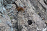 Hornet Moth (Sesia apiformis)