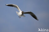 Black-headed Gull (Larus ridibundus)