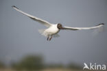 Black-headed Gull (Larus ridibundus)