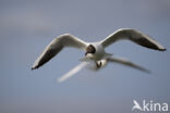 Black-headed Gull (Larus ridibundus)