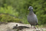 Holenduif (Columba oenas)