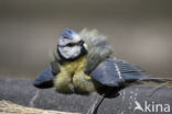 Blue Tit (Parus caeruleus)