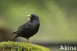 European Starling (Sturnus vulgaris)