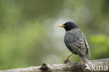 European Starling (Sturnus vulgaris)