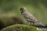 Mistle Thrush (Turdus viscivorus)