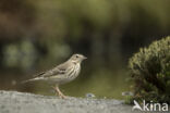 Tree Pipit (Anthus trivialis)