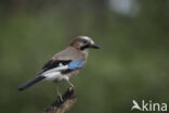 Vlaamse Gaai (Garrulus glandarius)