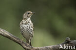 Grote Lijster (Turdus viscivorus)