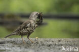 Grote Lijster (Turdus viscivorus)