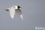 Zwartkopmeeuw (Larus melanocephalus)