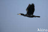 Cormorant (Nannopterum harrisi)