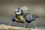 Blue Tit (Parus caeruleus)