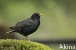 European Starling (Sturnus vulgaris)