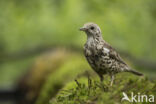 Mistle Thrush (Turdus viscivorus)