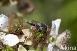 Heidekegelbij (Coelioxys quadridentata)