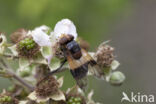 White-banded Drone Fly (Volucella pellucens)