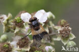 White-banded Drone Fly (Volucella pellucens)