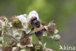 White-banded Drone Fly (Volucella pellucens)