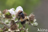 White-banded Drone Fly (Volucella pellucens)