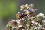 White-banded Drone Fly (Volucella pellucens)