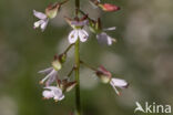 Groot heksenkruid (Circaea lutetiana)