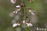 Groot heksenkruid (Circaea lutetiana)