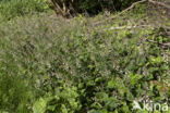 Groot heksenkruid (Circaea lutetiana)