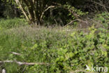 Groot heksenkruid (Circaea lutetiana)