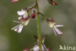 Groot heksenkruid (Circaea lutetiana)