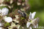 Heidekegelbij (Coelioxys quadridentata)