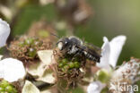 Coelioxys quadridentata