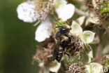 Heidekegelbij (Coelioxys quadridentata)