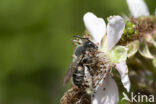 Coelioxys quadridentata