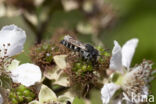 Coelioxys quadridentata