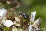 Coelioxys quadridentata