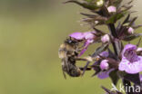 Andoornbij (Anthophora furcata)