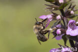 Andoornbij (Anthophora furcata)