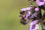 Andoornbij (Anthophora furcata)