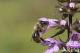 Andoornbij (Anthophora furcata)