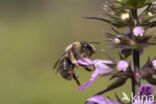 Andoornbij (Anthophora furcata)