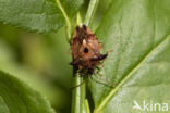 bosbeskielwants (elasmucha ferrugata)