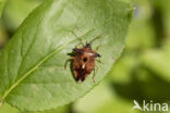 bosbeskielwants (elasmucha ferrugata)