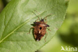 bosbeskielwants (elasmucha ferrugata)