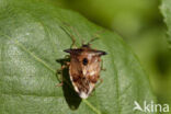 bosbeskielwants (elasmucha ferrugata)