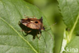 bosbeskielwants (elasmucha ferrugata)