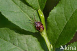 bosbeskielwants (elasmucha ferrugata)