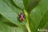 bosbeskielwants (elasmucha ferrugata)