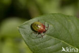 bosbeskielwants (elasmucha ferrugata)